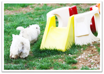 dogs next to slide